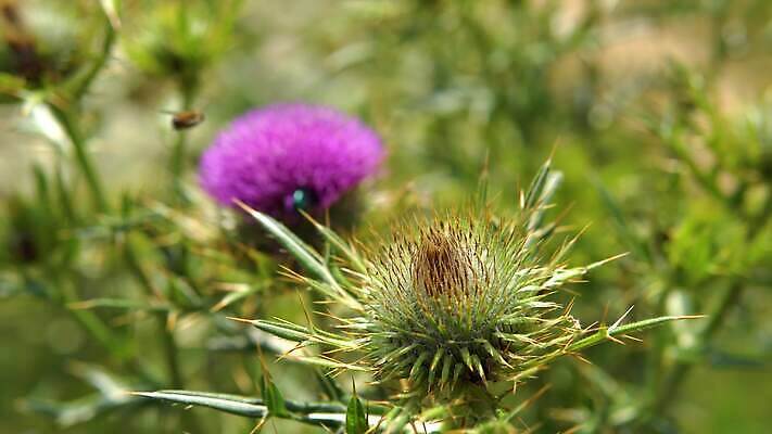 식물 계절 꽃 야생동물 곤충 꽃무늬 자연 사람없음 초록색 뷰티 보라색 봄 우유 벚꽃 흰색 축복 핥기 수분 지중해 꿀 엉겅퀴 내추럴 4K MP4 해외동영상 클립영상 동물 바다 컬러 컨셉 무늬 모션 유제품 생태계 동영상 파일형식