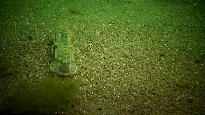 동물 야생동물 바다 절지류 신체 자연 새우 갑각류 사람없음 물 세계 환경 수중 생물학 수족관 암 동물상 생태학 우크라이나 해병대 4K MP4 해외동영상 클립영상 자연요소 교육 유럽 군대 조형물 질병 생태계 동영상 파일형식
