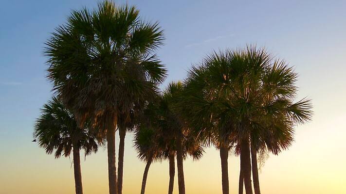 나무 실루엣 섬 여행 백그라운드 잎 휴가 휴식 따뜻함 사람없음 야외 야자수 햇빛 태양 일출 환경 미국 침묵 황혼 일몰 닫기 정상 저녁 지중해 석호 할리우드 오아시스 이국적 자메이카 파라다이스 MOV 해외동영상 클립영상 자연요소 식물 바다 컨셉 북아메리카 모션 촬영기법 노을 소리 야간 동영상 로스앤젤레스 파일형식