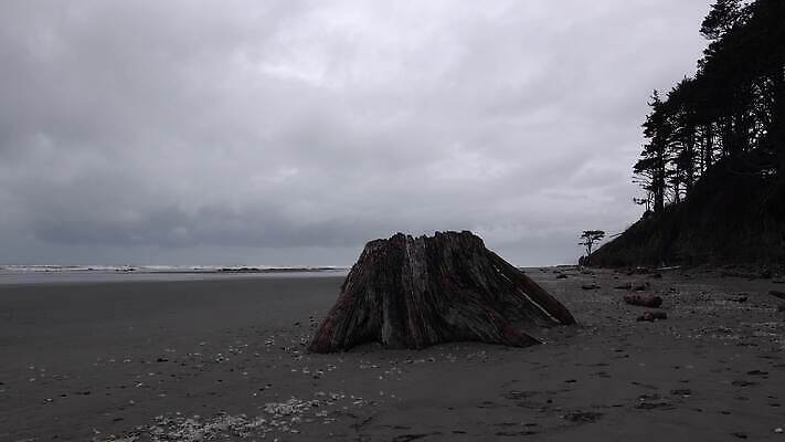 나무 공원 모래 바다 여행 백그라운드 올림픽 자연 하늘 사람없음 야외 목재 물 파란색 미국 죽음 태평양 로스앤젤레스 워싱턴 전국 4K MP4 해외동영상 클립영상 자연요소 식물 공공시설 스포츠 컬러 북아메리카 재료 생태계 동영상 파일형식
