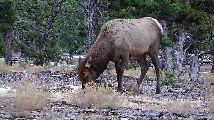 동물 공원 야생동물 백그라운드 포유류 자연 하늘 사슴 산 뿔 사람없음 숲 큼 트로피 황소 사냥 캘리포니아 사냥꾼 애리조나 서식지 뉴멕시코 서쪽 엘크 콜로라도 텍사스 4K MP4 해외동영상 클립영상 직업 공공시설 미국 소 크기 방향 상_우승 생태계 동영상 파일형식