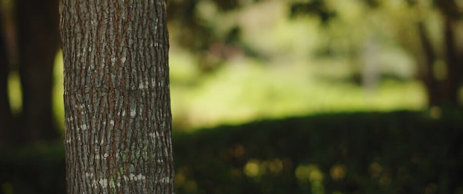 나무 공원 백그라운드 자연 사람없음 야외 초록색 정원 닫기 숲 부드러움 내추럴 블러효과 4K MOV 해외동영상 슬로모션 클립영상 식물 공공시설 컬러 모션 촬영기법 감각 생태계 동영상 블러 파일형식 효과
