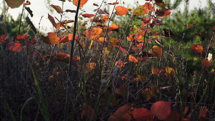 식물 계절 백그라운드 잎 자연 풍경 사람없음 야외 빨간색 초록색 컬러풀 환경 맑음 고요 가을 소나무 숲 보케 10월 블러 삼림지대 총쏘기 4K MOV 해외동영상 클립영상 나무 컬러 모션 날씨 날짜 생태계 동영상 파일형식