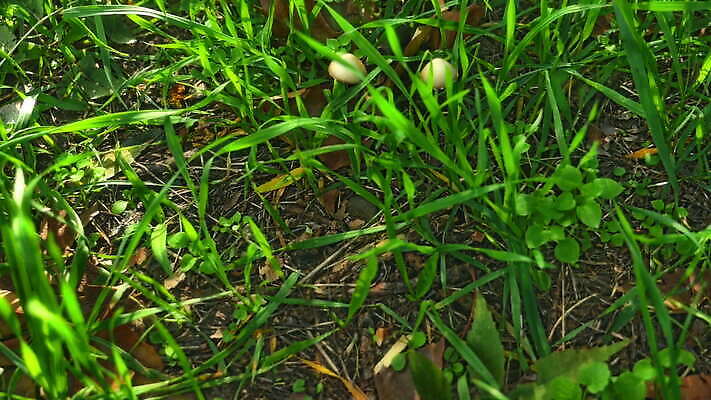 나무 식물 계절 공원 줄기 여행 백그라운드 단풍 잎 패턴 밭 농업 오렌지 자연 휴식 풍경 잔디 초원 사람없음 야외 목재 가로 초록색 여름 빛 햇빛 노란색 환경 버섯 활발 성장 가을 신선 숲 작음 9월 강의 땅 곰팡이 땅바닥 4K MOV 해외동영상 클립영상 공공시설 산업 컬러 컨셉 무늬 과일 재료 바닥 태양 날짜 크기 생태계 동영상 파일형식