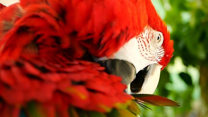 동물 야생동물 컬러 백그라운드 날개 자연 조류 열대 동물원 사람없음 빨간색 초록색 파란색 반려동물 컬러풀 노란색 머리 미국 활발 흰색 황금 숲 열대우림 깃털 묘사 질감 부리 앵무새 진홍색 남쪽 내추럴 강렬 동물상 마카오 아마존 이국적 MOV 해외동영상 클립영상 컨셉 북아메리카 신체부위 조형물 방향 생태계 동영상 파일형식