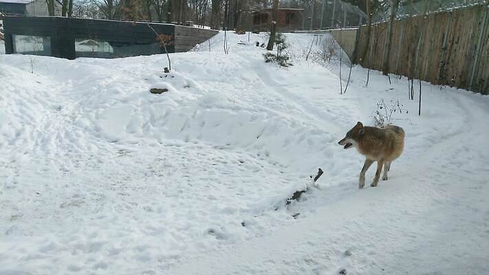 나무 동물 2 북아메리카 겨울 포유류 발 휴식 노르웨이 서기 앉기 초원 성인 사람없음 달리기 햇빛 산책 추위 흰색 관찰 얼룩 황무지 고독 라이벌 싱글 늑대 스칸디나비아 와이오밍 4K 틸트업 MOV 해외동영상 클립영상 식물 계절 감정 유럽 컬러 컨셉 모션 촬영기법 아메리카 사람 신체부위 태양 동영상 파일형식