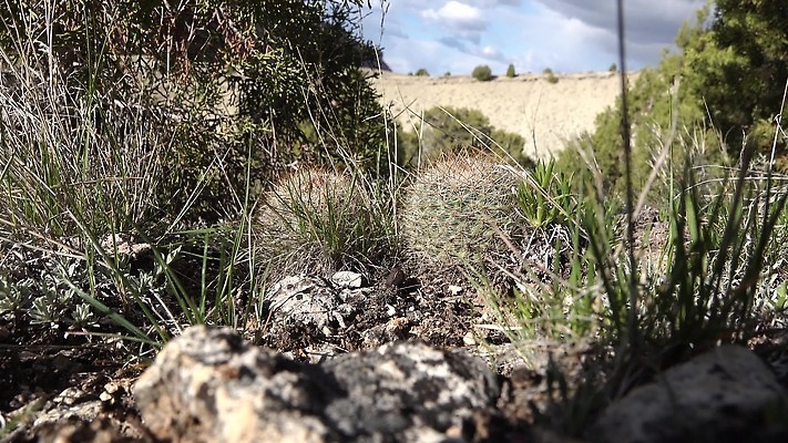 식물 꽃 컬러 꽃무늬 자연 선인장 사람없음 초록색 뷰티 정원 사막 벚꽃 날카로움 내추럴 다육식물 4K MP4 해외동영상 클립영상 무늬 생태계 동영상 파일형식