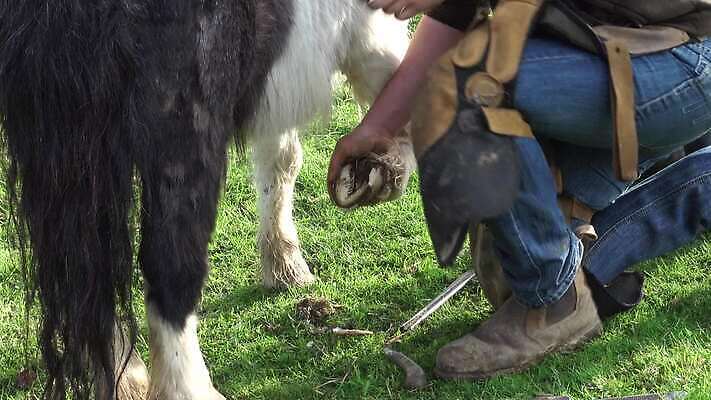 동물 직업 전통 신발 포유류 발 기술 건강 관리 사람없음 농장 금속 가축 목장 장비 도구 업무 칼날 승마 수리 농부 청소 무역 파일 클립 손질 조랑말 수의사 공예가 다듬기 대장장이 돌봄 양발 조작 철강 편자 4K MP4 해외동영상 클립영상 산업 스포츠 농업 모션 재질 신체부위 의사 말_동물 작업 동영상 말발굽 파일형식