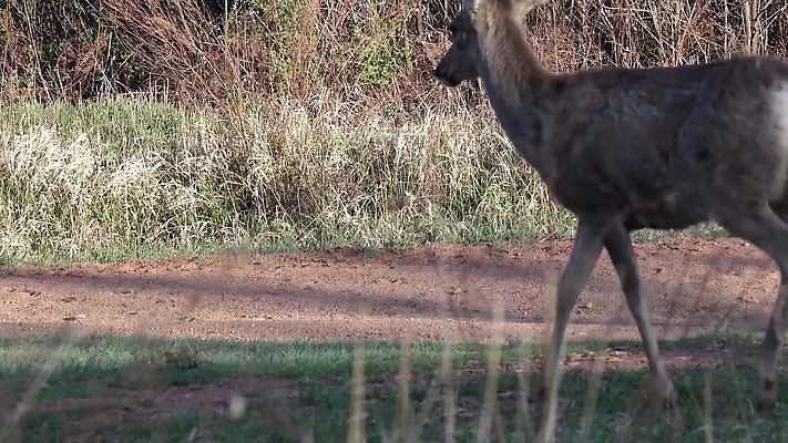 동물 공원 야생동물 여행 백그라운드 오렌지 포유류 자연 하늘 사슴 산 털 뿔 종류 사람없음 빨간색 갈색 달러 정원 미국 봄 코트 흰색 소나무 숲 사냥 내추럴 랜드마크 엘크 전국 지질 콜로라도 4K MP4 해외동영상 클립영상 나무 계절 공공시설 컬러 돈 북아메리카 과일 외투 생태계 동영상 파일형식