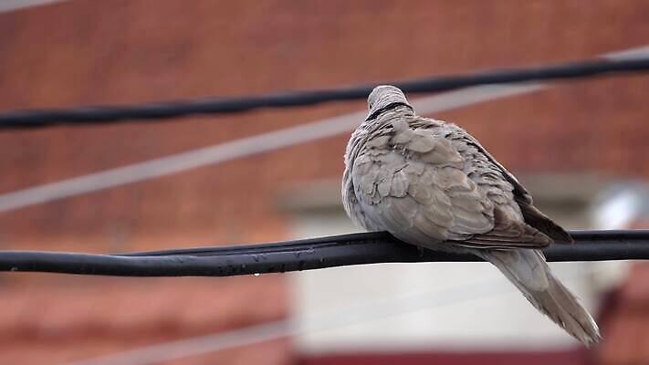 동물 야생동물 선 백그라운드 자연 조류 하늘 종류 앉기 사람없음 야외 뷰티 환경 회색 흰색 비둘기 철사 내추럴 동물상 유라시아 4K MP4 해외동영상 클립영상 유럽 아시아 컬러 모션 조형물 생태계 동영상 파일형식