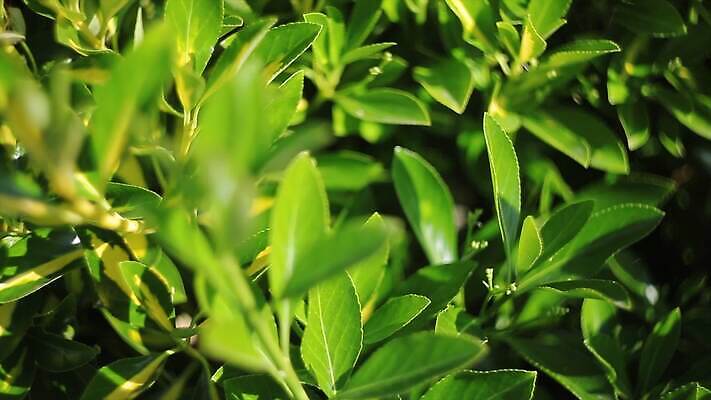 나무 식물 계절 공원 컬러 백그라운드 단풍 잎 패턴 오렌지 자연 추상 사람없음 야외 목재 초록색 여름 빛 컬러풀 햇빛 태양 갈색 노란색 환경 정원 맑음 봄 활발 성장 가을 나뭇가지 신선 숲 묘사 질감 내추럴 4K MP4 해외동영상 클립영상 자연요소 공공시설 컨셉 무늬 과일 재료 날씨 생태계 동영상 파일형식