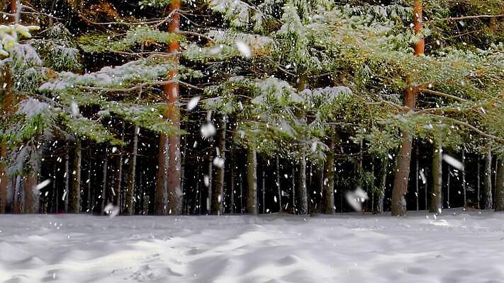나무 계절 공원 백그라운드 컨셉 크리스마스 겨울 모션 자연 날씨 사람없음 장식 얼음 흰색 소나무 눈송이 황무지 입자 숲 12월 11월 서리 지역 북쪽 2월 진짜 패닝샷 폭설 MOV 해외동영상 클립영상 자연요소 식물 공공시설 기념일 컬러 눈_날씨 촬영기법 날짜 자연재해 방향 생태계 동영상 파일형식