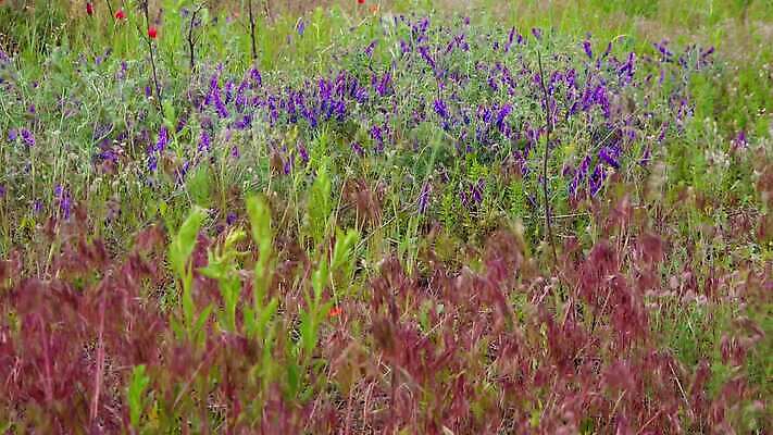 식물 계절 꽃 백그라운드 꽃무늬 밭 농업 자연 하늘 풍경 초원 사람없음 야외 초록색 여름 파란색 햇빛 노란색 환경 봄 들꽃 성장 벚꽃 시골 잡초 땅 밀 허브 내추럴 생태학 4K MP4 해외동영상 클립영상 교육 산업 컬러 무늬 곡류 태양 생태계 동영상 파일형식