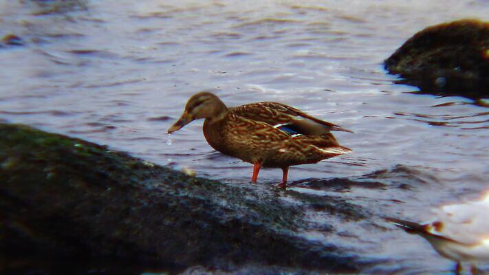 동물 호수 야생동물 바다 백그라운드 겨울 날개 자연 갈매기 조류 오리 사람없음 초록색 물 농장 머리 흰색 연못 깃털 부리 물새 청둥오리 고립 달리기선수 청어 4K MP4 해외동영상 클립영상 자연요소 계절 컬러 농업 어류 신체부위 생태계 육상선수 동영상 파일형식