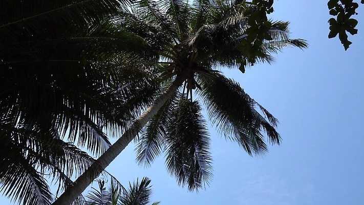 나무 모래 바다 섬 여행 백그라운드 태국 자연 하늘 바람 휴가 휴식 손바닥 사람없음 야외 초록색 물 파란색 야자수 햇빛 태양 맑음 휴양지 하와이 장면 코코넛 내추럴 바하마 이국적 파라다이스 4K MP4 해외동영상 클립영상 자연요소 식물 손 아시아 컬러 컨셉 과일 날씨 미국 장소 생태계 동영상 파일형식