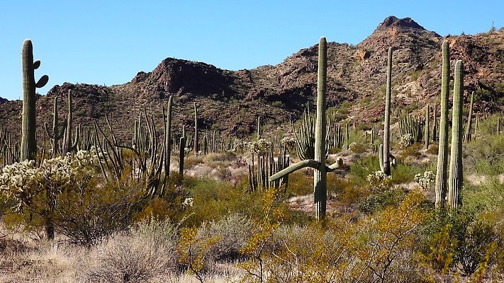 식물 공원 선 여행 자연 산 선인장 건조 사람없음 파란색 미국 성장 오르간 보호 큼 파이프 먼지 애리조나 천연기념물 전국 유일 4K MP4 해외동영상 클립영상 공공시설 컬러 컨셉 북아메리카 건반악기 크기 생태계 동영상 파일형식