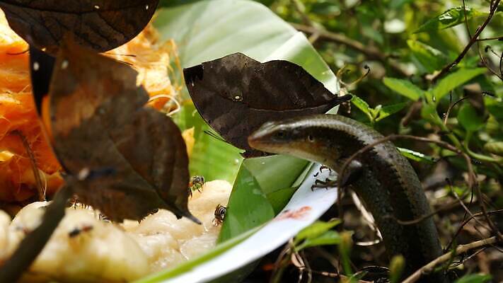 식물 동물 야생동물 나비 곤충 잎 날개 파충류 자연 열대 양서류 사람없음 초록색 컬러풀 정원 맑음 용 잡기 닫기 숲 먹이 열대우림 먹기 피부 생태계 생물학 사냥 도마뱀 육식동물 사냥꾼 내추럴 바이오 변태 수유 이국적 파라다이스 그리너리 4K MP4 해외동영상 클립영상 직업 교육 컬러 모션 날씨 신체부위 동영상 파일형식 트랜드컬러