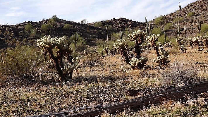 식물 공원 꽃 분홍색 백그라운드 선인장 건조 풍경 사람없음 컬러풀 노란색 정원 미국 뜨거움 개화 가시 척추 생태계 캘리포니아 애리조나 다육식물 4K MP4 해외동영상 클립영상 공공시설 컬러 북아메리카 뼈 동영상 파일형식