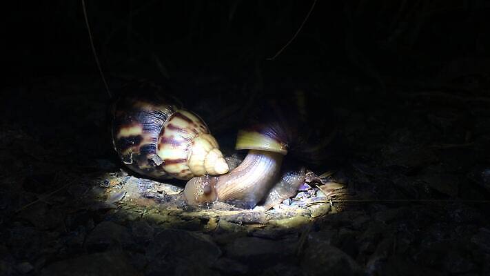 동물 행복 야생동물 백그라운드 2 자연 바닥 연체동물 주택 사람없음 빛 갈색 정원 젖음 껍질 흰색 야간 타일 오브젝트 덮기 느림 고립 기르기 민달팽이 끈적임 4K MOV 해외동영상 클립영상 자연요소 감정 컬러 모션 무척추동물 건물 생태계 동영상 돌봄 파일형식 달팽이_동물