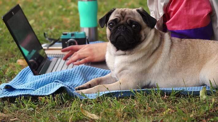 동물 1 라이프스타일 공원 여자 행복 얼굴 새끼 자연 바람 휴식 함께함 사랑 한명 사람 야외 초록색 노트북 반려동물 쌓기 맑음 우정 카펫 타이핑 작업 개 강아지 작음 주인 송곳니 기르기 돌봄 4K 순혈 MOV 해외동영상 클립영상 자연요소 공공시설 감정 컬러 컨셉 포유류 모션 날씨 생활 신체부위 친구 전자제품 치아 크기 생태계 동영상 파일형식