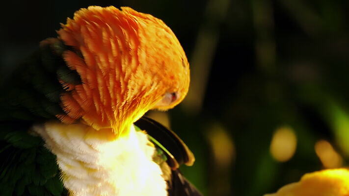 나무 동물 얼굴 야생동물 컬러 백그라운드 오렌지 자연 조류 앉기 사람없음 빨간색 초록색 반려동물 컬러풀 태양 노란색 흰색 나뭇가지 그룹 황금 작음 깃털 부리 앵무새 내추럴 동물상 이국적 잉꼬 4K MOV 해외동영상 클립영상 자연요소 식물 과일 모션 신체부위 조형물 크기 생태계 동영상 파일형식