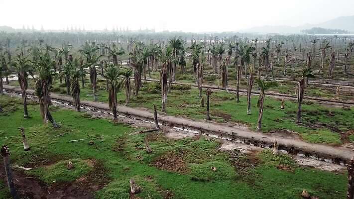 나무 바다 잎 신체 열대 손바닥 사람없음 목재 야자수 갈색 평화 환경 침묵 사막 죽음 큼 유연 통나무 시들음 비극 생태학 썩음 혼자 수평선 세련 비어있는 4K MOV 해외동영상 클립영상 식물 손 교육 컬러 컨셉 재료 소리 크기 동영상 파일형식