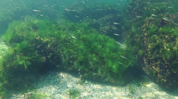 식물 야생동물 바다 자연 무척추동물 사람없음 초록색 환경 바닷속 수중 해조류 생태계 생물학 광합성 동물상 산화 생태학 소금물 수중영상 MP4 해외동영상 클립영상 동물 교육 컬러 조형물 해양식물 동영상 파일형식