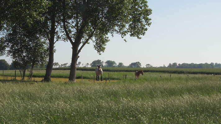 식물 동물 밭 포유류 자연 하늘 서기 잔디 사람없음 햇빛 태양 평화 시골 승마 네덜란드 망아지 동물상 4K MOV 해외동영상 클립영상 자연요소 유럽 새끼 스포츠 컨셉 농업 모션 조형물 말_동물 생태계 동영상 파일형식