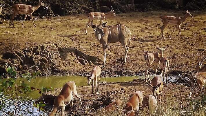 동물 여자 야생동물 새끼 포유류 아프리카 자연 국립공원 풍경 사람없음 마시기 연못 그룹 황무지 보호 사파리 영양 남아프리카 보츠와나 보호구역 크루거 MOV 해외동영상 클립영상 공원 나라 컨셉 모션 사람 생태계 동영상 남아프리카공화국 구역 파일형식