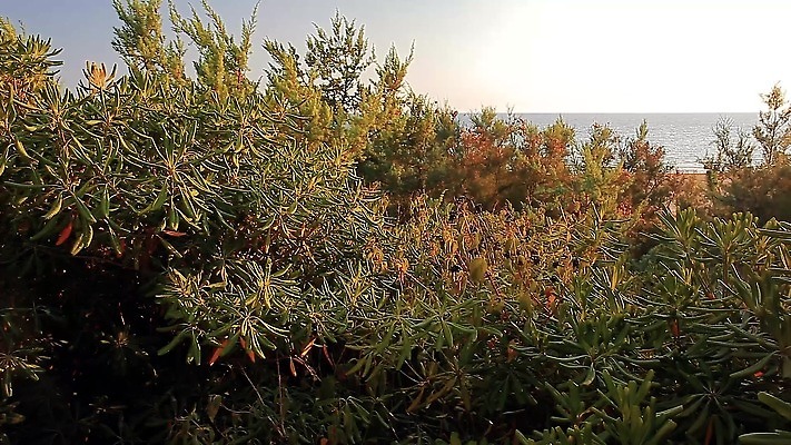 나무 식물 꽃 모래 바다 섬 잎 과일 자연 산 종류 사람없음 목재 초록색 산타클로스 들꽃 다양 가시 스페인 씻기 숲 지중해 관목 묘사 생태계 날카로움 상록수 프랑스어 로스앤젤레스 마드리드 삼나무 알리칸테 향나무 화강암 4K MP4 해외동영상 클립영상 문자 유럽 컬러 다수 크리스마스 재료 미국 청결 암석 동영상 파일형식