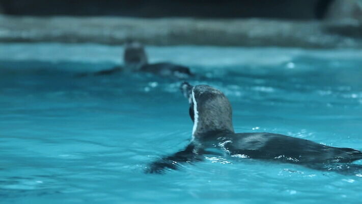 동물 신체 자연 조류 동물원 사람없음 물 수영 당구 펭귄 새장 칠레 동물상 페루 MOV 해외동영상 클립영상 자연요소 조형물 구기 수상스포츠 남아메리카 생태계 동영상 케이지 파일형식