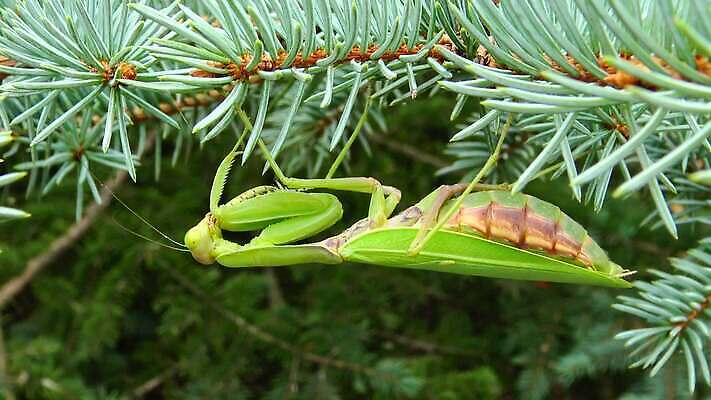 동물 1 유럽 야생동물 곤충 백그라운드 절지류 자연 무척추동물 안테나 사람없음 초록색 기도 벌레 생물학 육식동물 사냥꾼 내추럴 동물상 포식 4K MP4 해외동영상 클립영상 직업 교육 나라 컬러 통신 조형물 생태계 동영상 파일형식