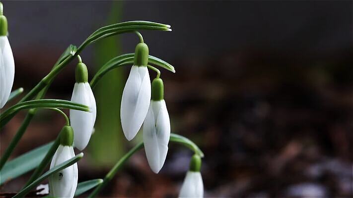 계절 꽃 자연 사람없음 초록색 뷰티 환경 봄 흰색 닫기 스노드롭 MP4 해외동영상 클립영상 식물 컬러 모션 생태계 동영상 파일형식