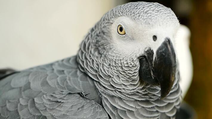 동물 척추동물 야생동물 백그라운드 날개 아프리카 자연 조류 사람없음 야외 빨간색 반려동물 컬러풀 머리 검은색 회색 흰색 깃털 부리 앵무새 새장 멸종 솜털 노려봄 고립 동물상 동반자 이국적 잉꼬 지능 콩고 MOV 해외동영상 클립영상 나라 컬러 표정 신체부위 조형물 생태계 동영상 케이지 파일형식