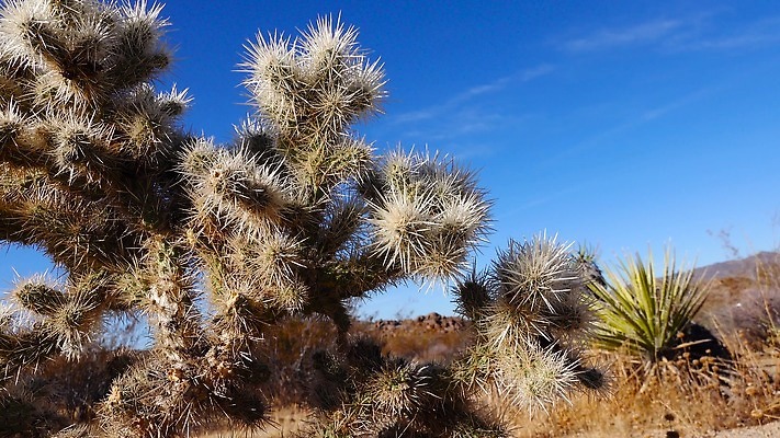 공원 꽃 백그라운드 선인장 건조 국립공원 풍경 사람없음 컬러풀 노란색 정원 미국 뜨거움 개화 가시 생태계 캘리포니아 지역 애리조나 4K MP4 해외동영상 클립영상 식물 공공시설 컬러 북아메리카 동영상 파일형식