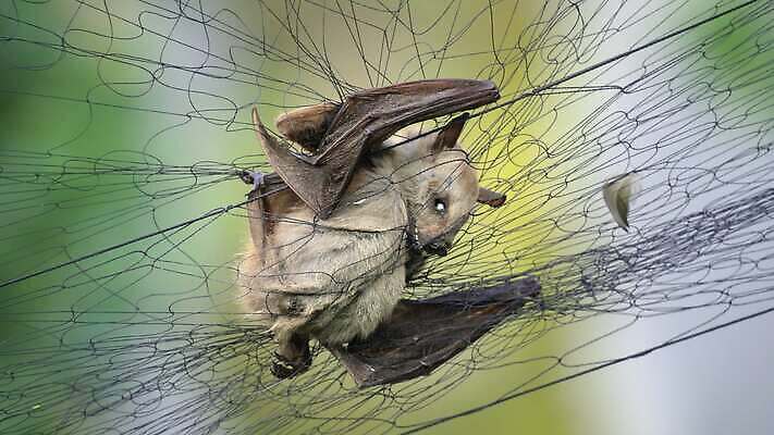 동물 건강 병원 피곤 가면 동양인 사람없음 치료 약 건강관리 중국 펼침 고통 환자 죽음 열 수비 바이러스 호흡 질병 감염 번짐 전염 박쥐 주인 위생관리 투입 사스 코로나바이러스 4K MOV 해외동영상 클립영상 감정 아시아 컨셉 포유류 의학 모션 관리 인종 동영상 파일형식 효과