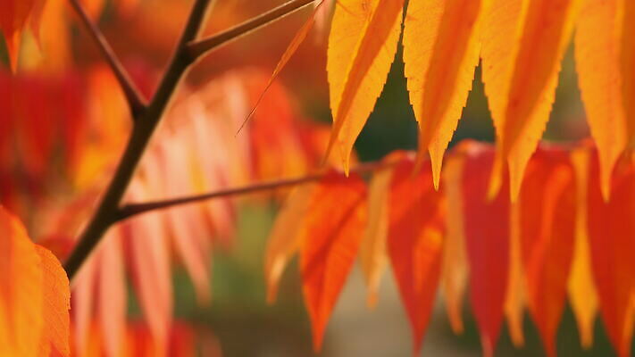 나무 식물 계절 공원 백그라운드 단풍 잎 꽃무늬 오렌지 모션 자연 풍경 사람없음 야외 빨간색 빛 컬러풀 태양 갈색 노란색 환경 맑음 고요 활발 하이킹 가을 신선 황금 닫기 숲 11월 애니메이션 느림 동영상 10월 4K MOV 해외동영상 슬로모션 클립영상 자연요소 공공시설 꽃 컬러 컨셉 무늬 과일 레저 날씨 촬영기법 날짜 생태계 파일형식