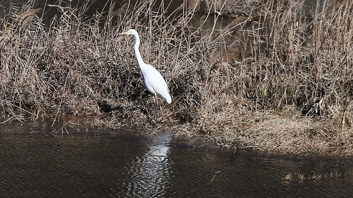 동물 응시 아시아 호수 야생동물 백그라운드 자연 조류 아침 건조 한국 갈대 성인 사람없음 야외 물 강 반사 갈색 환경 흰색 관찰 연못 기다림 습지 큼 깃털 사냥 부리 목 서식지 내추럴 4K MOV 해외동영상 클립영상 주간 자연요소 식물 시선 나라 컬러 모션 사람 신체부위 크기 생태계 동영상 파일형식