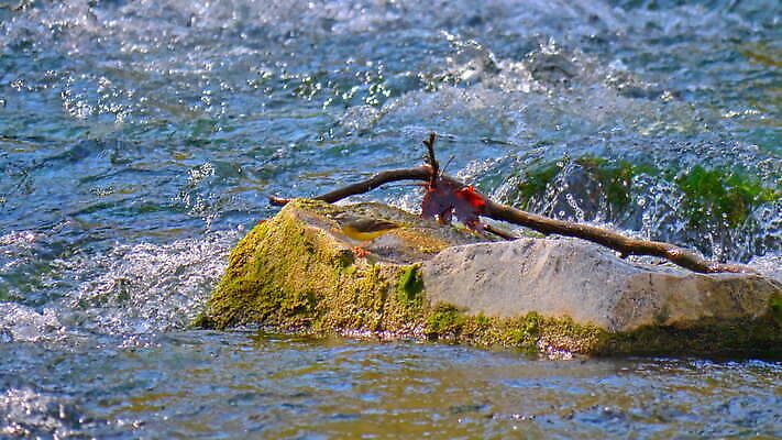 동물 외관 호수 야생동물 컬러 여행 백그라운드 자연 조류 오리 안테나 어류 풍경 사람없음 야외 초록색 물 여름 파란색 강 컬러풀 맑음 미국 수확 잡기 닫기 독수리 대머리 내추럴 옛날 플로리다 4K MOV 해외동영상 슬로모션 클립영상 자연요소 헤어스타일 계절 북아메리카 농업 통신 모션 날씨 촬영기법 수중동물 생태계 동영상 파일형식