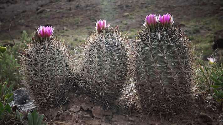 식물 꽃 분홍색 백그라운드 꽃무늬 자연 선인장 사람없음 장식 빨간색 여름 미국 벚꽃 내추럴 4K MP4 해외동영상 클립영상 계절 컬러 북아메리카 무늬 생태계 동영상 파일형식