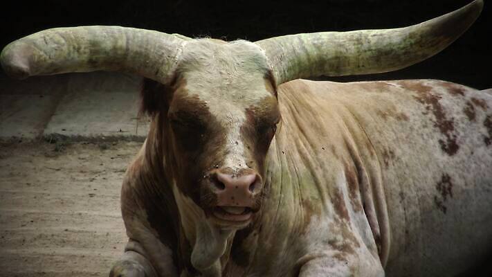 동물 야생동물 자연 사람없음 농장 소 방목 황소 산악지대 다트무어 스코틀랜드 4K MP4 해외동영상 클립영상 농업 포유류 영국 산 축산업 생태계 동영상 파일형식