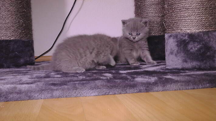 동물 컬러 백그라운드 가족 모션 포옹 수염 사랑 사람없음 빨간색 반려동물 우주 고양이 침묵 줄무늬 산책 방 회색 육아 흰색 아기 신생아 입 당기기 치아 보호 핥기 빨래 작음 간호 귀 솜털 주둥이 기르기 돌봄 4K MOV 해외동영상 클립영상 감정 컨셉 가사 무늬 포유류 관계 안기 휴식 사람 신체부위 소리 소화기관 크기 동영상 파일형식