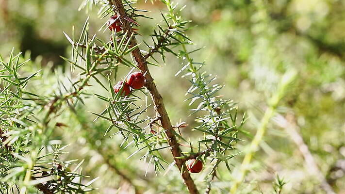 나무 식물 열매 백그라운드 과일 재료 자연 바람 사람없음 야외 앞모습 빨간색 초록색 맑음 나뭇가지 신선 원형 양념 약초 허브 유기농 상록수 침엽수 아로마테라피 원뿔 식용 향나무 MOV 해외동영상 클립영상 자연요소 도형 웰빙 뷰포인트 컬러 날씨 풀_식물 생태계 테라피 동영상 파일형식
