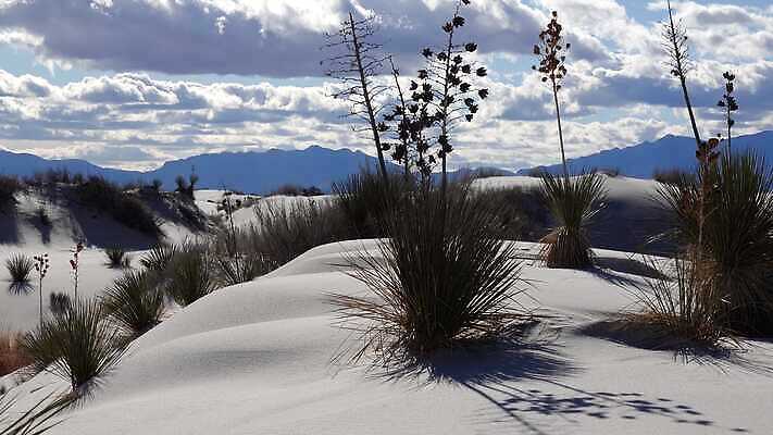 식물 공원 모래 조각 여행 가이드 자연 하늘 새로움 건조 풍경 사람없음 파란색 모래사장 미국 일몰 사막 흰색 역사 모래언덕 언덕 질감 치와와 기념물 천연기념물 내추럴 뉴멕시코 잔물결 전국 지질학 4K MP4 해외동영상 클립영상 직업 공공시설 교육 물결 바다 컬러 컨셉 북아메리카 노을 개 생태계 동영상 파일형식