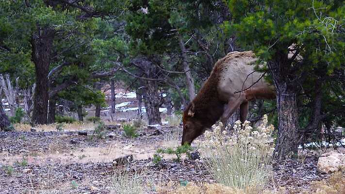 동물 공원 야생동물 백그라운드 포유류 자연 하늘 사슴 산 뿔 사람없음 숲 큼 트로피 황소 사냥 캘리포니아 사냥꾼 애리조나 서식지 뉴멕시코 서쪽 엘크 콜로라도 텍사스 4K MP4 해외동영상 클립영상 직업 공공시설 미국 소 크기 방향 상_우승 생태계 동영상 파일형식
