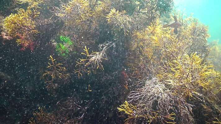 식물 동물 야생동물 바다 자연 생물 무척추동물 사람없음 초록색 환경 바닷속 수중 해조류 지중해 생태계 생물학 광합성 산화 생태학 소금물 4K 수중영상 MP4 해외동영상 클립영상 교육 컬러 해양식물 동영상 파일형식