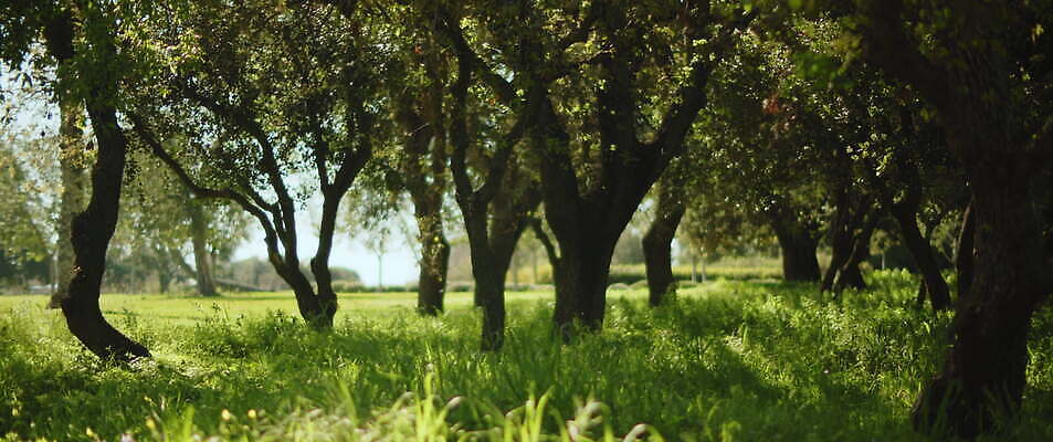 나무 공원 백그라운드 자연 초원 사람없음 야외 초록색 여름 정원 맑음 숲 부드러움 내추럴 4K MOV 해외동영상 슬로모션 클립영상 식물 계절 공공시설 컬러 날씨 촬영기법 감각 생태계 동영상 파일형식