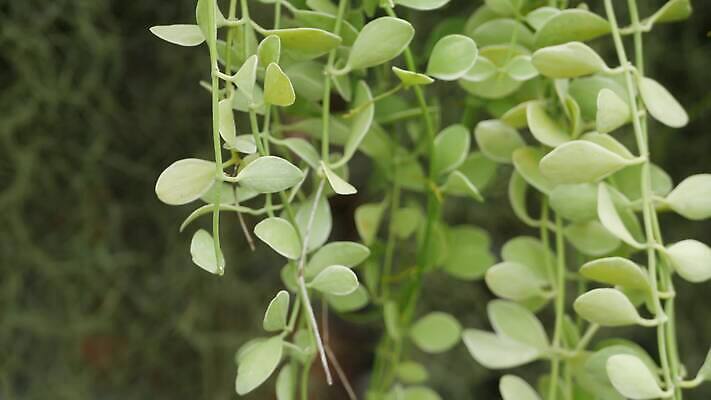 식물 줄기 백그라운드 잎 꽃무늬 패턴 자연 추상 열대 사람없음 장식 초록색 여름 햇빛 유행 우주 환경 정원 스파 봄 줄무늬 성장 나뭇가지 신선 소프트포커스 숲 큼 열대우림 묘사 질감 내추럴 블러 생태학 이국적 파라다이스 그리너리 4K MP4 해외동영상 클립영상 나무 계절 교육 꽃 컬러 무늬 촬영기법 태양 크기 생태계 동영상 파일형식 트랜드컬러