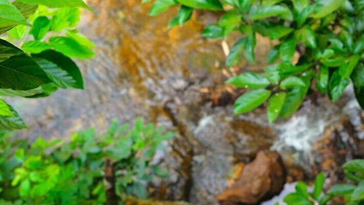 나무 식물 계절 호수 물결 컬러 여행 백그라운드 잎 자연 표면 추상 건강 사람없음 야외 목재 초록색 물 여름 빛 강 태양 반사 환경 어둠 침묵 봄 젖음 성장 물방울 나뭇가지 신선 숲 에코 유기농 엘리먼트 카피스페이스 MOV 해외동영상 클립영상 자연요소 웰빙 무늬 재료 소리 공백 생태계 동영상 파일형식