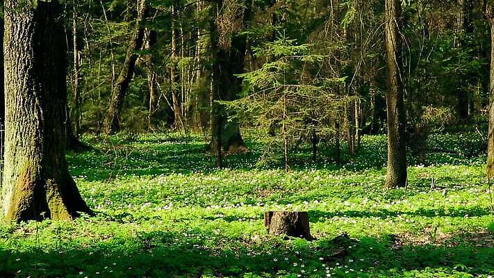나무 식물 계절 공원 꽃잎 꽃 백그라운드 꽃무늬 자연 아침 사람없음 야외 초록색 태양 정원 봄 카펫 성장 벚꽃 흰색 신선 오픈 개화 닫기 숲 내추럴 생태학 스노드롭 헌병 MOV 해외동영상 클립영상 주간 자연요소 공공시설 교육 컬러 무늬 모션 군인 생태계 동영상 파일형식